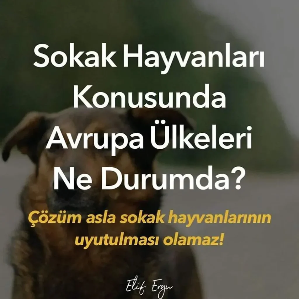 sokak hayvanları